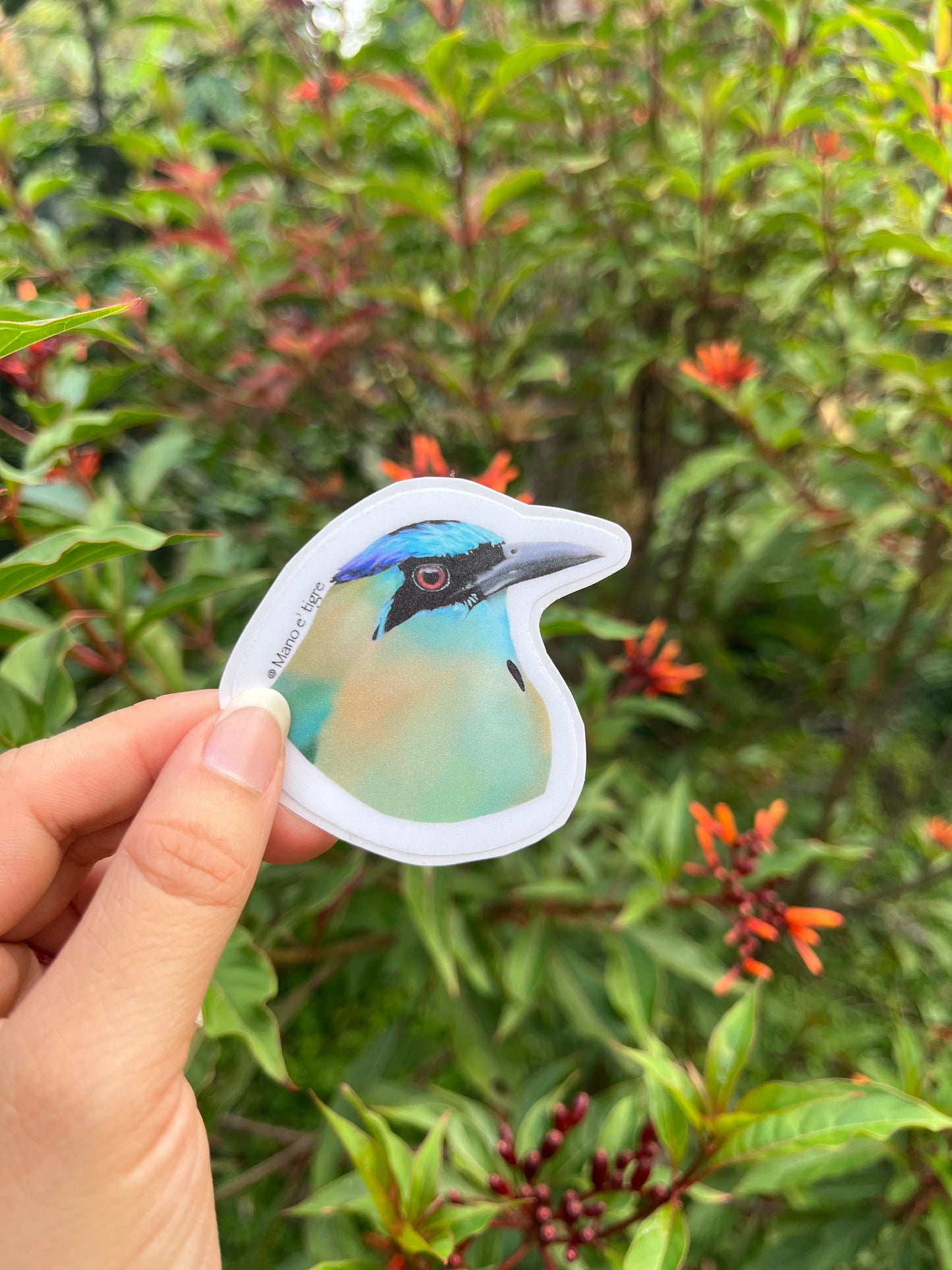 Sticker de Momoto coroniazul